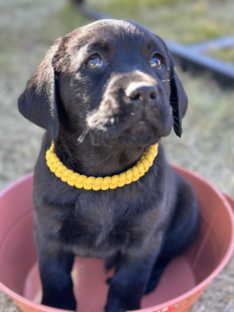 子犬出産情報